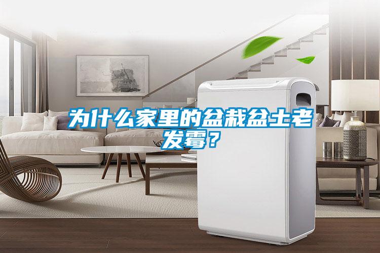 為什么家里的盆栽盆土老發(fā)霉？