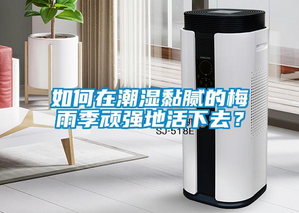如何在潮濕黏膩的梅雨季頑強地活下去？