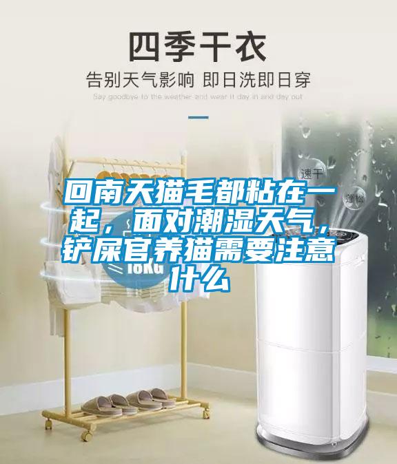 回南天貓毛都粘在一起，面對潮濕天氣，鏟屎官養(yǎng)貓需要注意什么
