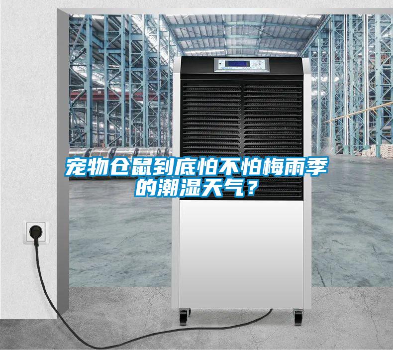 寵物倉鼠到底怕不怕梅雨季的潮濕天氣？