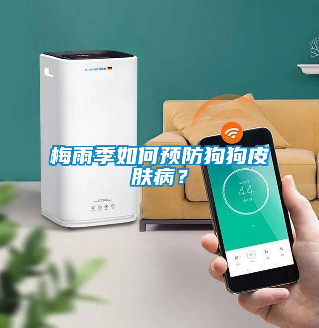 梅雨季如何預(yù)防狗狗皮膚?。?/></p>
						    <p style=