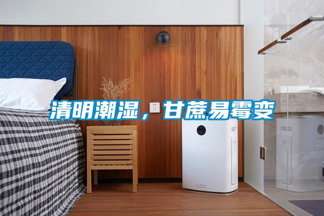 清明潮濕，甘蔗易霉變