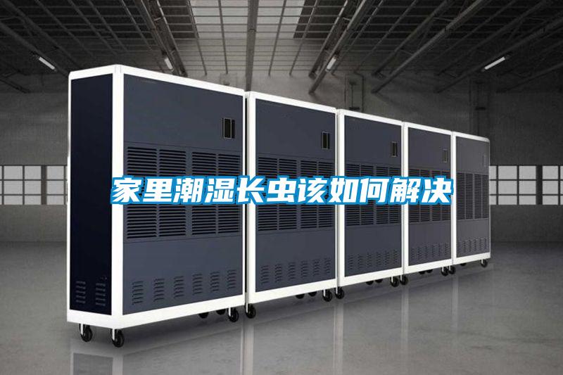 家里潮濕長(zhǎng)蟲(chóng)該如何解決