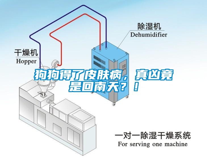 狗狗得了皮膚病，真兇竟是回南天？！
