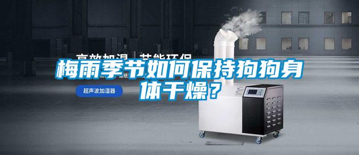 梅雨季節(jié)如何保持狗狗身體干燥？