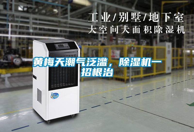黃梅天潮氣泛濫，除濕機一招根治