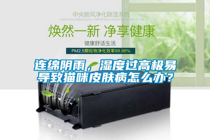 連綿陰雨，濕度過高極易導(dǎo)致貓咪皮膚病怎么辦？