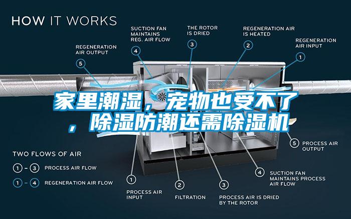 家里潮濕，寵物也受不了，除濕防潮還需除濕機(jī)