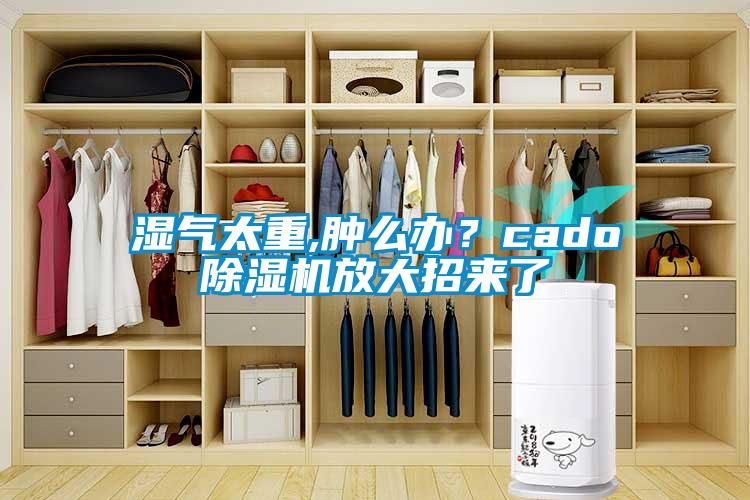 濕氣太重,腫么辦？cado除濕機放大招來了