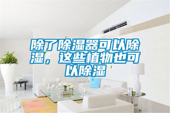 除了除濕器可以除濕，這些植物也可以除濕